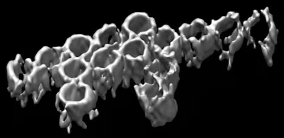 oxDNA aids the creation of nanoscale DNA dinosaurs | Department of ...