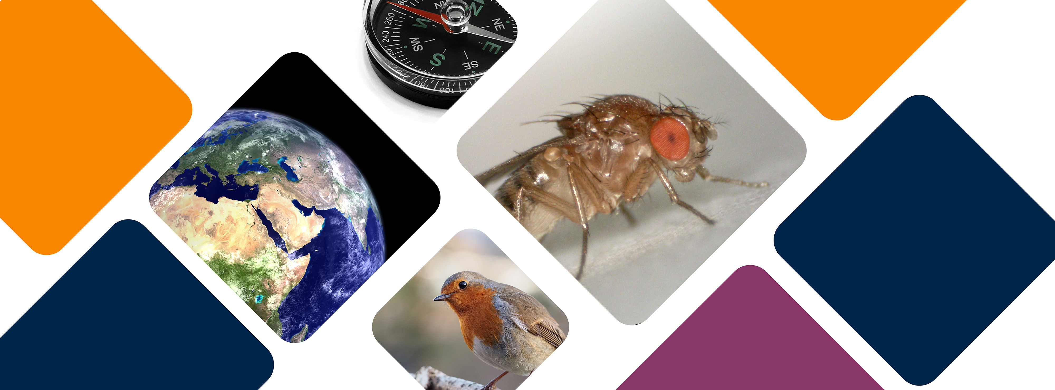 No evidence for magnetic field effects on fly behaviour | Department of ...