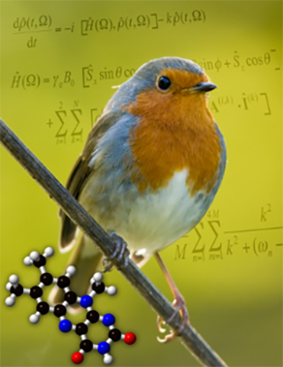 Photograph of a robin which helps to illustrate Peter Hore's research