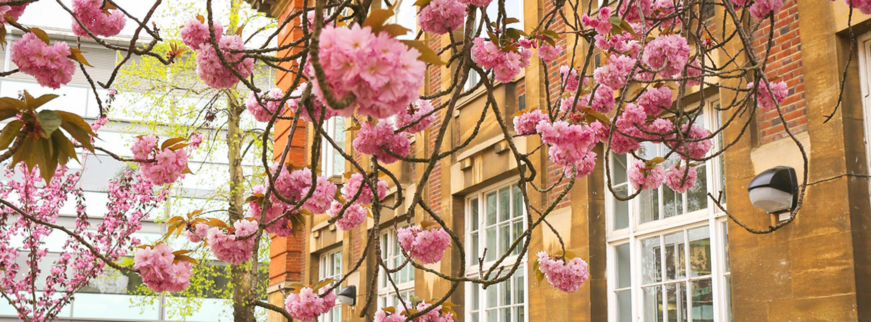 Photo of may blossom outside the Dyson Perrins Building