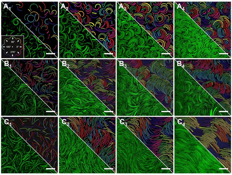 self assembly of colloidal bananas