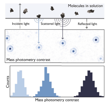 The principle behind mass photometry
